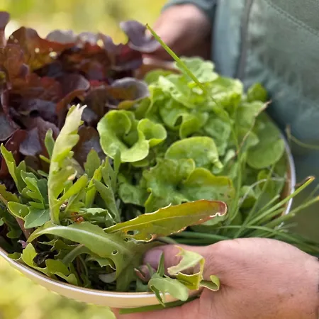 Gutshaus Haidhof * Gingst