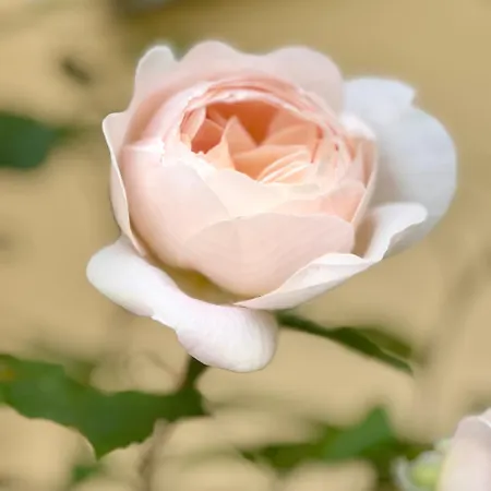 Apartament Gutshaus Haidhof *