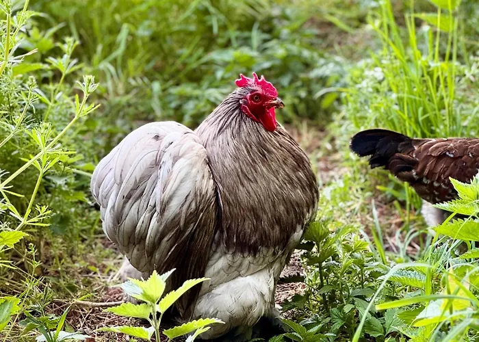 Gutshaus Haidhof * Gingst