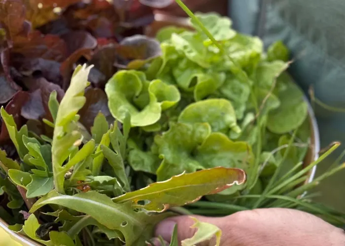 Gutshaus Haidhof * Gingst